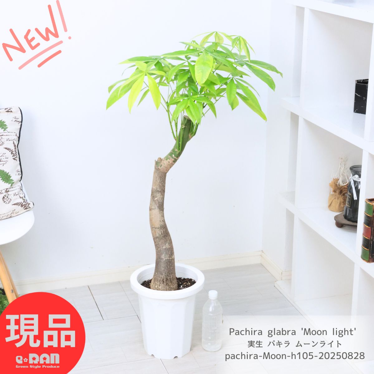 楽天市場】観葉植物 斑入り 実生 パキラ ムーンライト 8号鉢 高さ約