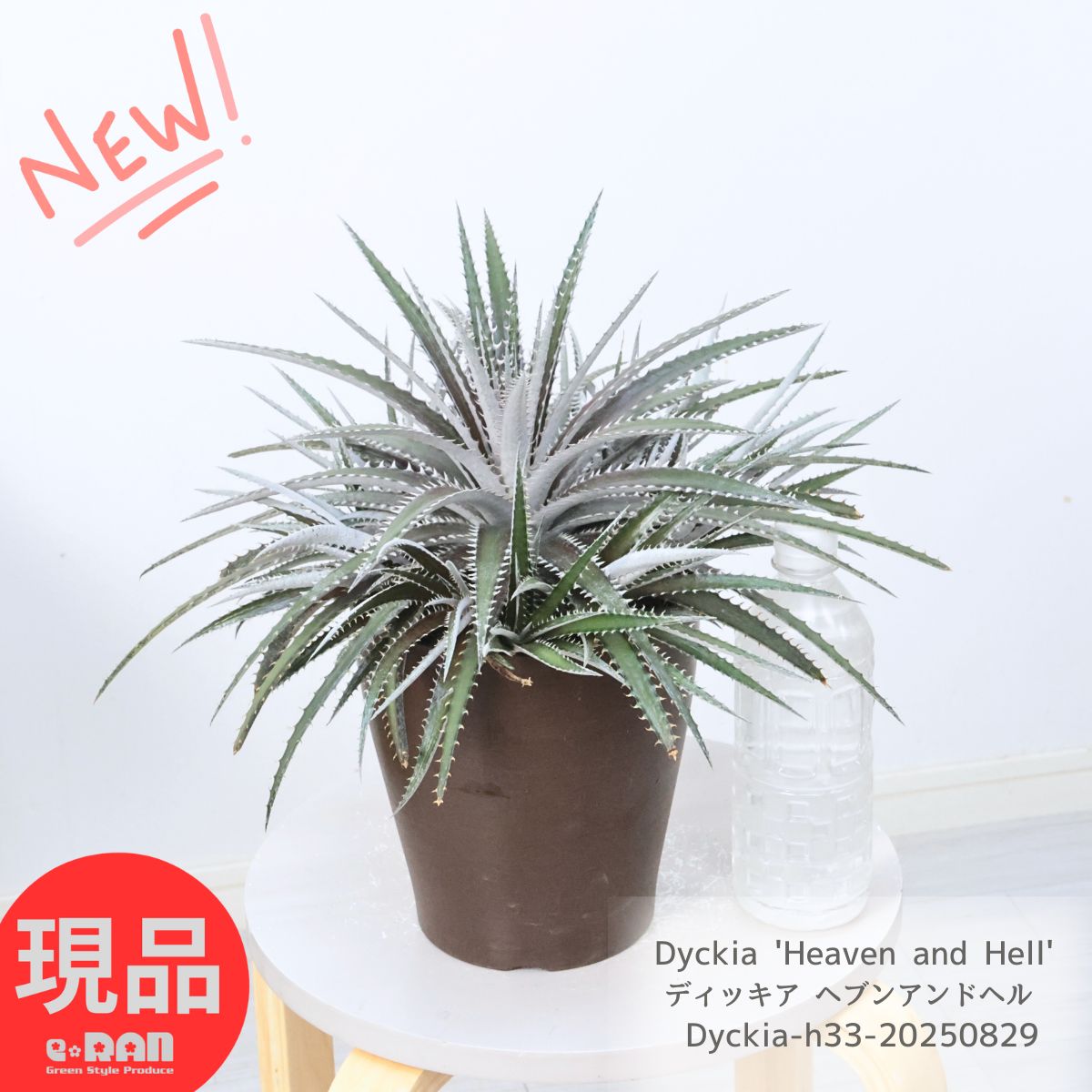 楽天市場】大株 沢山の子株付き ディッキア ヘブンアンドヘル 高さ約