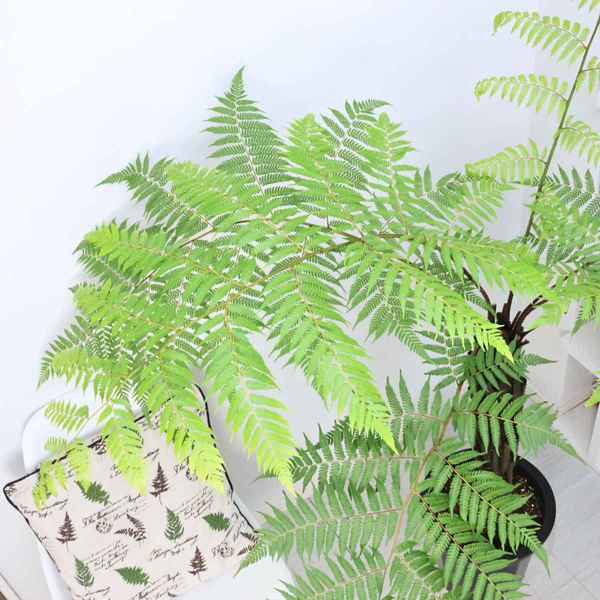 楽天市場】希少種 シダ植物 オニヘゴ 10号鉢 高さ約150cm 希少種