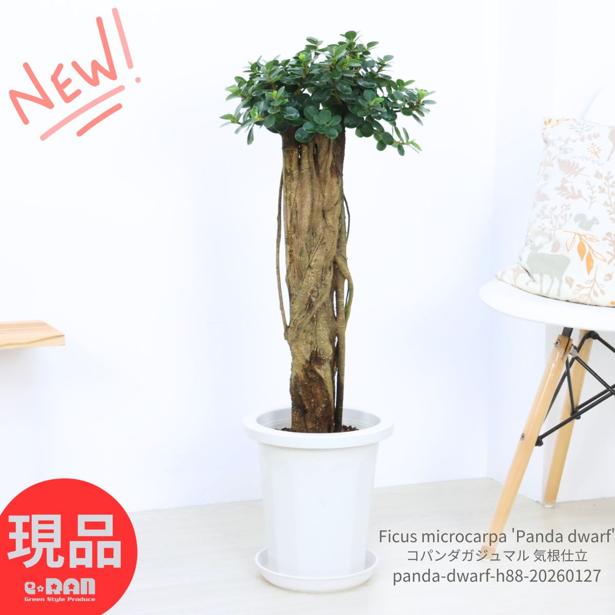 楽天市場】観葉植物 希少種 コパンダガジュマル 高さ約88cm 8号鉢 気根