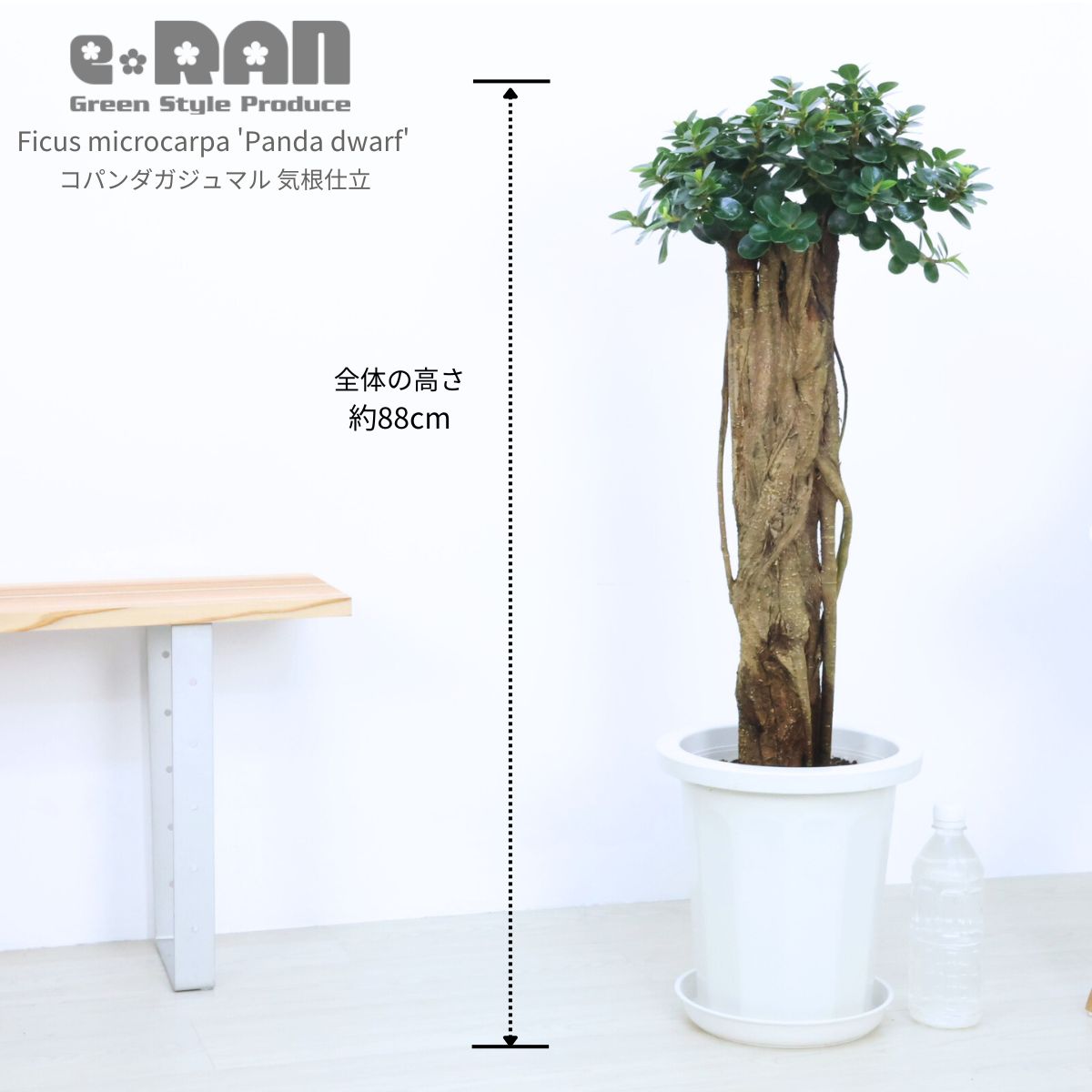 楽天市場】観葉植物 希少種 コパンダガジュマル 高さ約88cm 8号鉢 気根