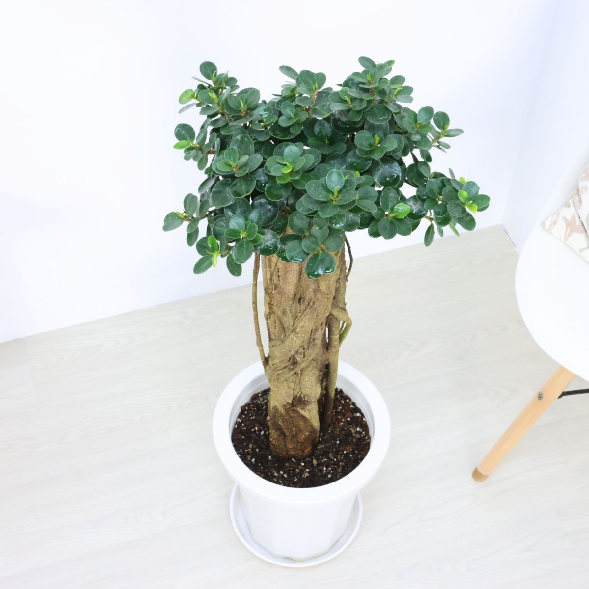 楽天市場】観葉植物 希少種 コパンダガジュマル 高さ約88cm 8号鉢 気根