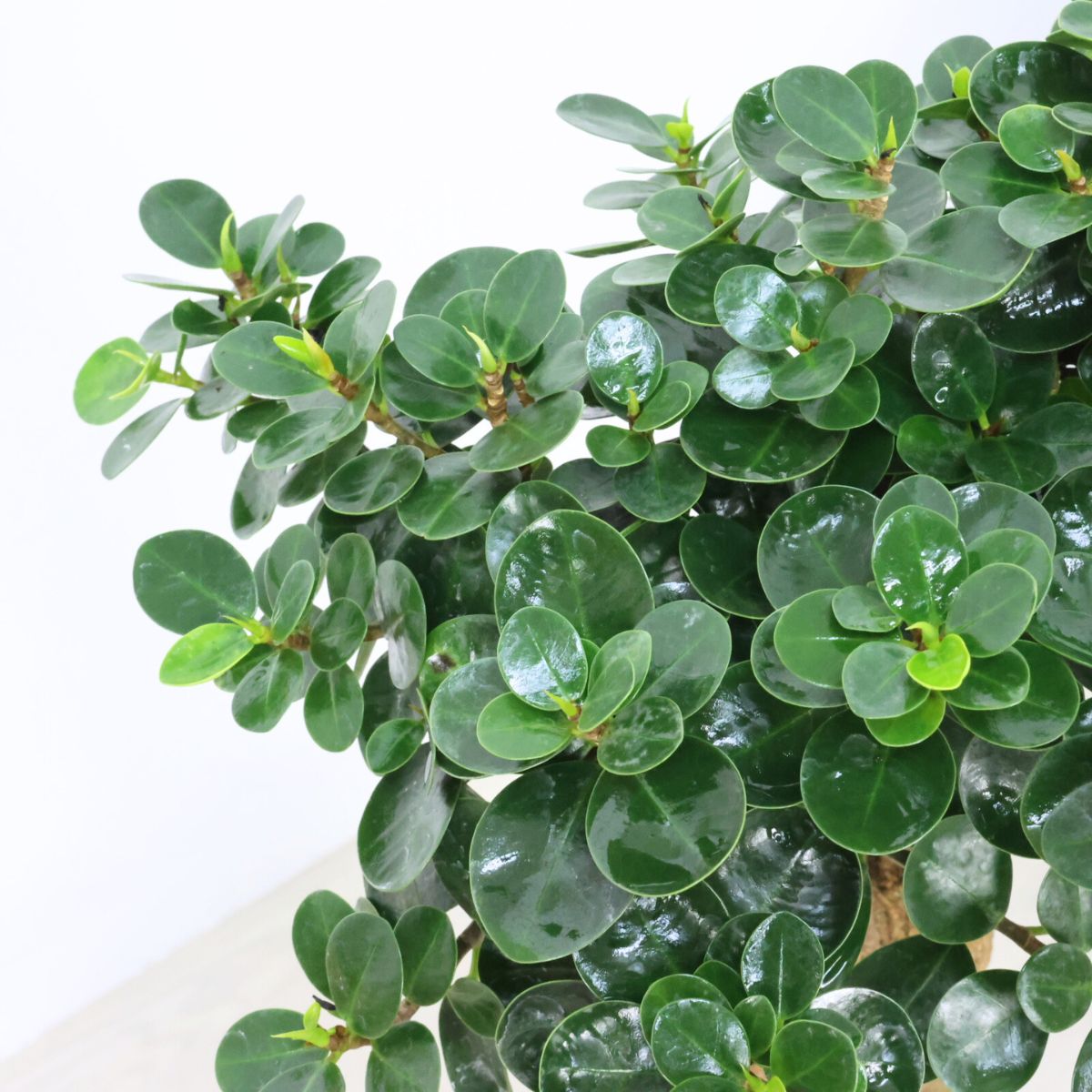 楽天市場】観葉植物 希少種 コパンダガジュマル 高さ約88cm 8号鉢 気根