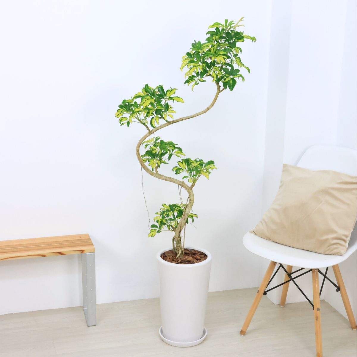 楽天市場】＼ポイント5倍／シェフレラ アッシュフォリア 9号サイズ