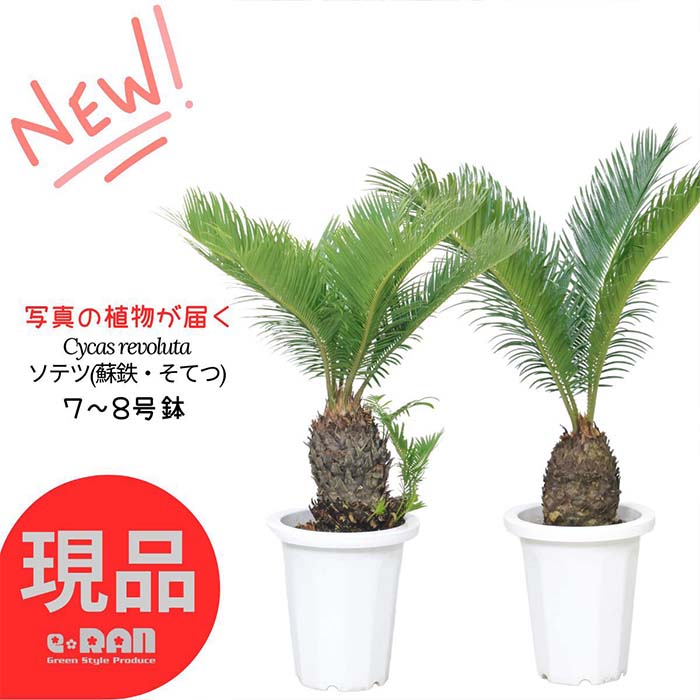 蘇轍 ソテツ 庭木 ガーデニング 地上から葉先までの長さ190㎝ ☆早い者