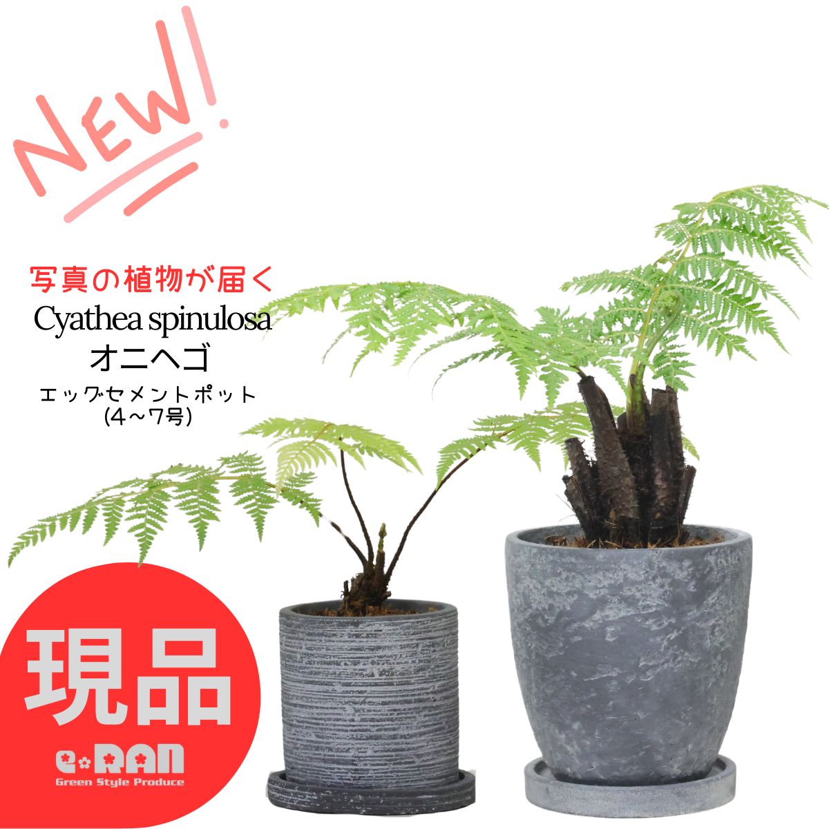 楽天市場】【選べる現品発送】シダ植物 オニヘゴ 希少種 セメント