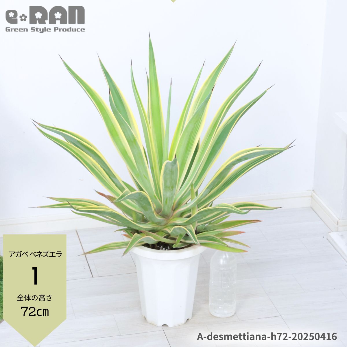 楽天市場】【選べる現品発送】大型 アガベ ベネズエラ 多肉植物 沢山の