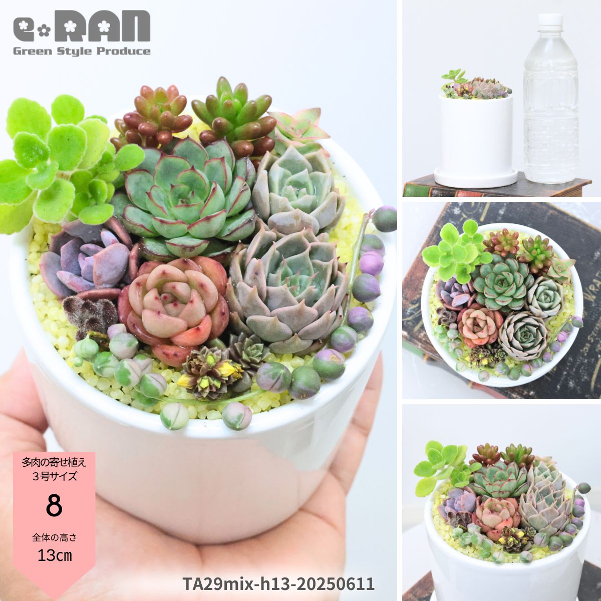 楽天市場】【選べる現品発送】多肉植物 寄せ植え 韓国苗あり 3〜6号