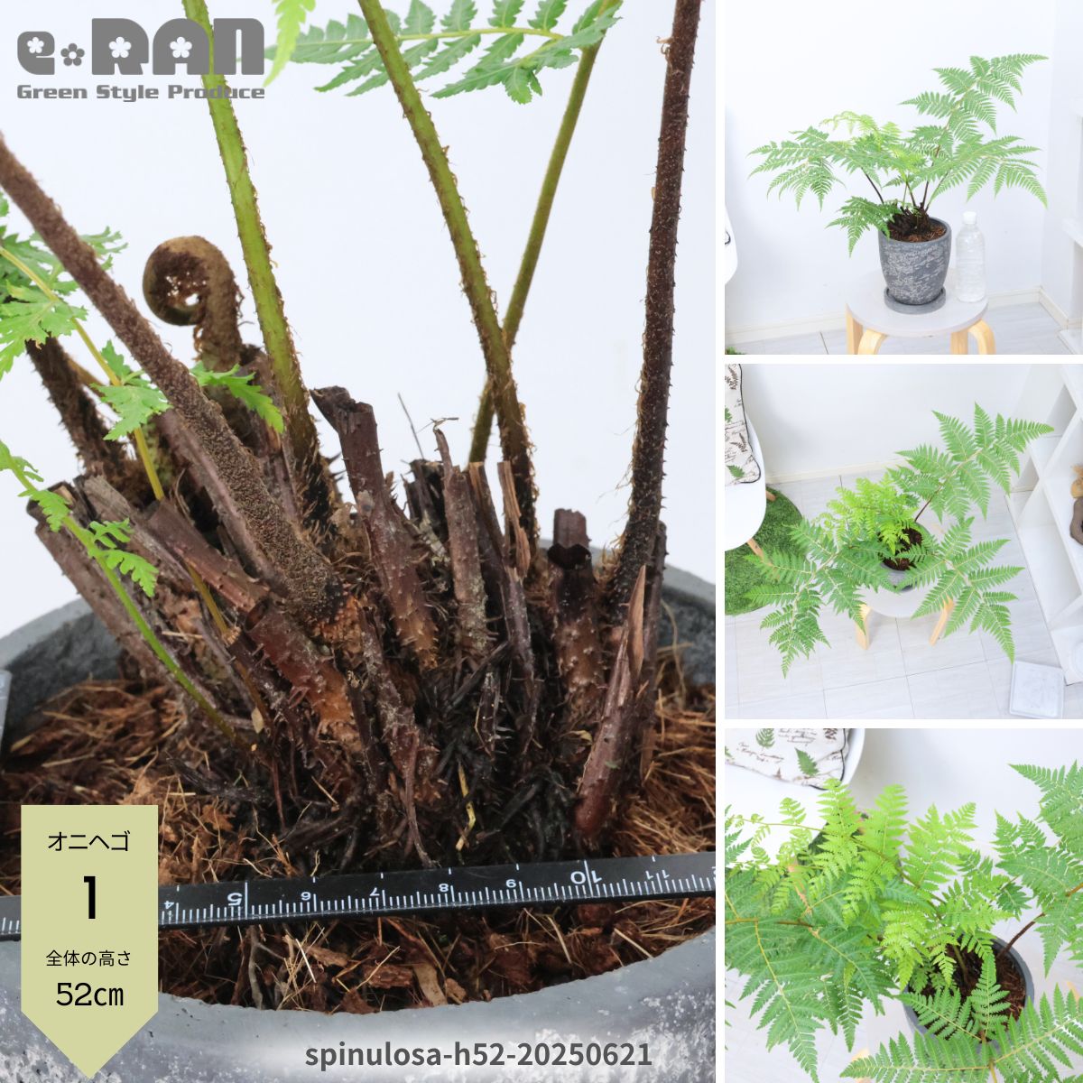 楽天市場】【選べる現品発送】シダ植物 オニヘゴ 希少種 セメント