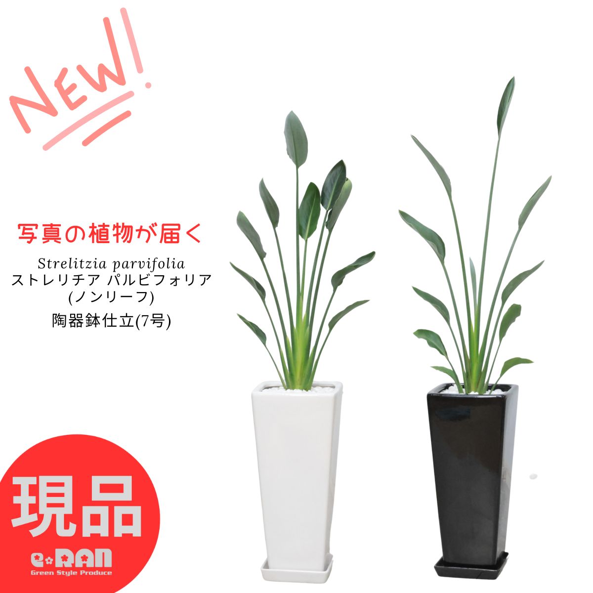 楽天市場】【選べる現品発送】 鹿児島県産 ストレリチア