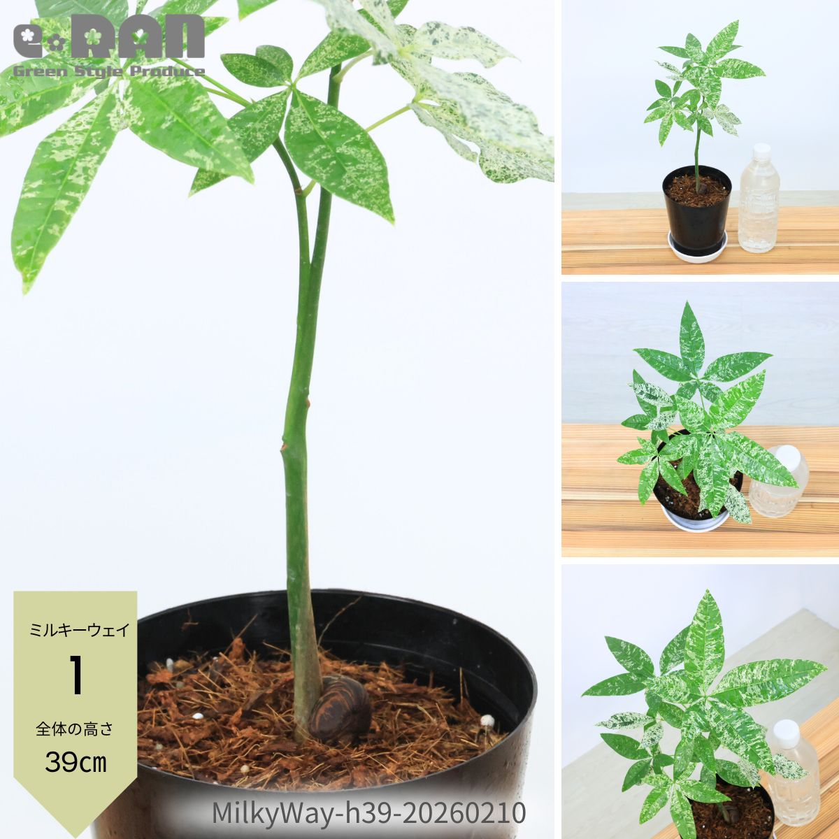 楽天市場】【選べる現品発送】国内実生株 パキラ ミルキーウェイ 3.5