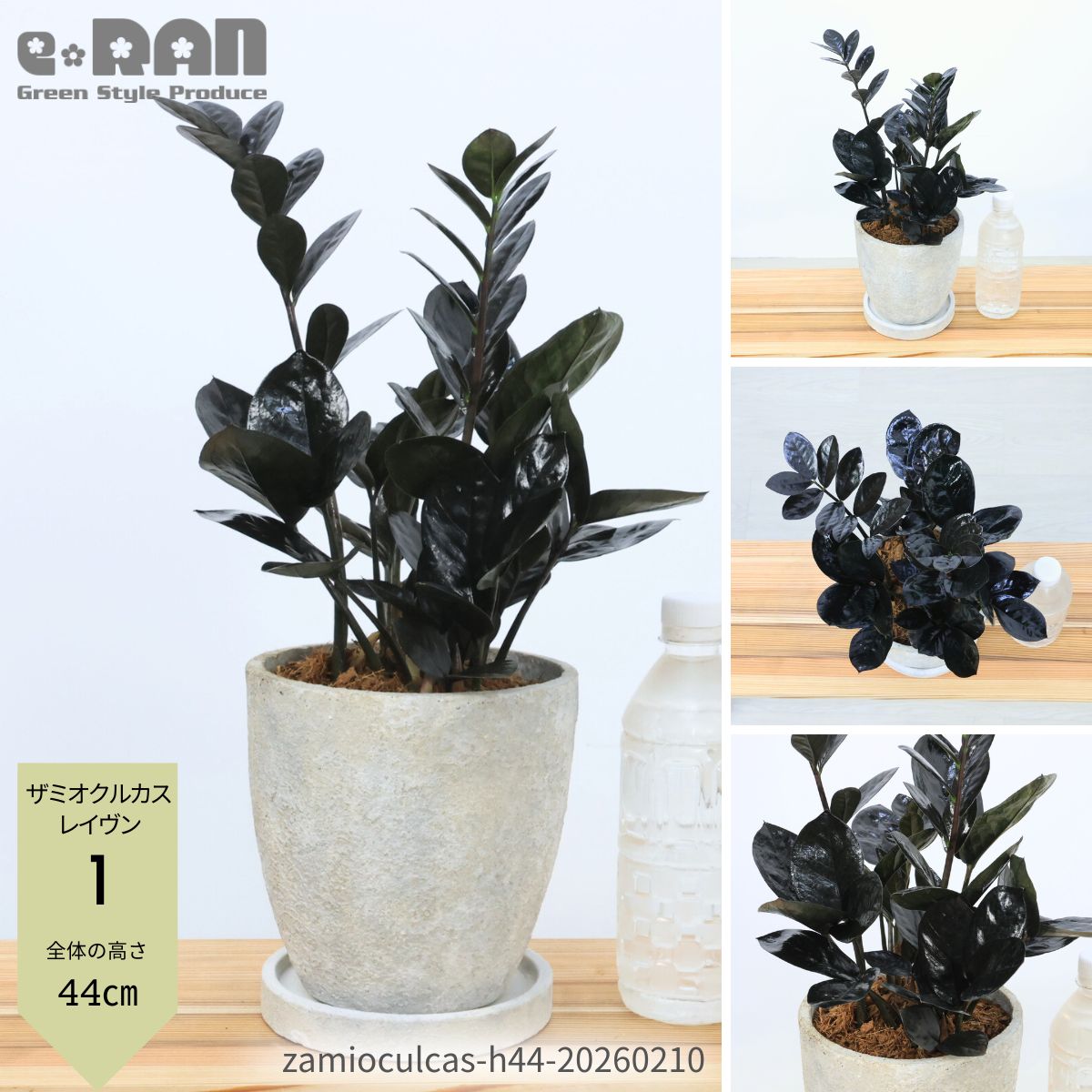 ザミオクルカス」の人気商品一覧 | 安い商品を通販サイトから探す