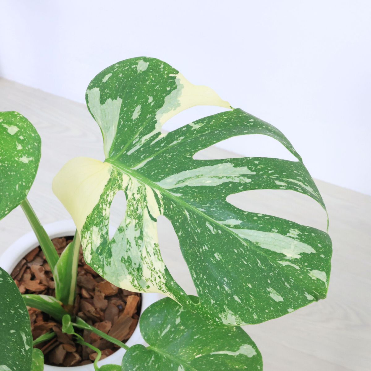 楽天市場】極上株 斑入り モンステラ デリシオーサ タイコンステ