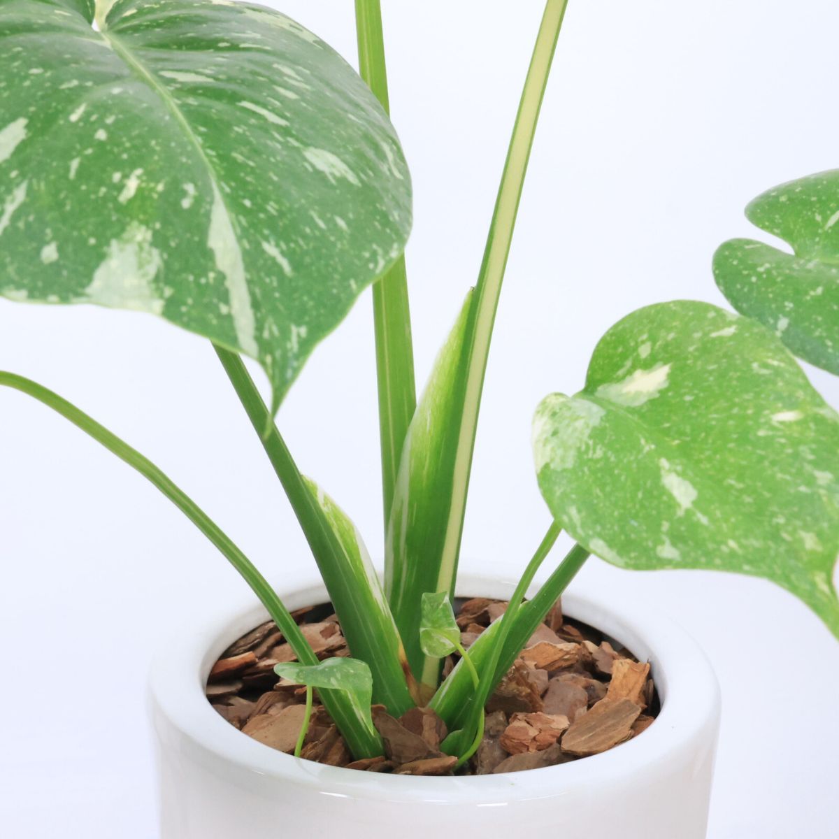 楽天市場】極上株 斑入り モンステラ デリシオーサ タイコンステ