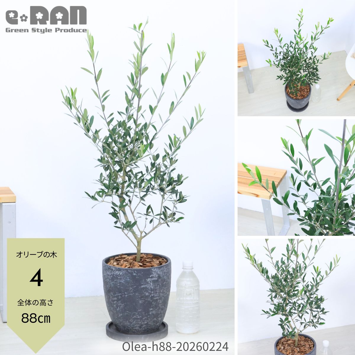 観葉植物 7号 オリーブ」の人気商品一覧 | 安い商品を通販サイトから