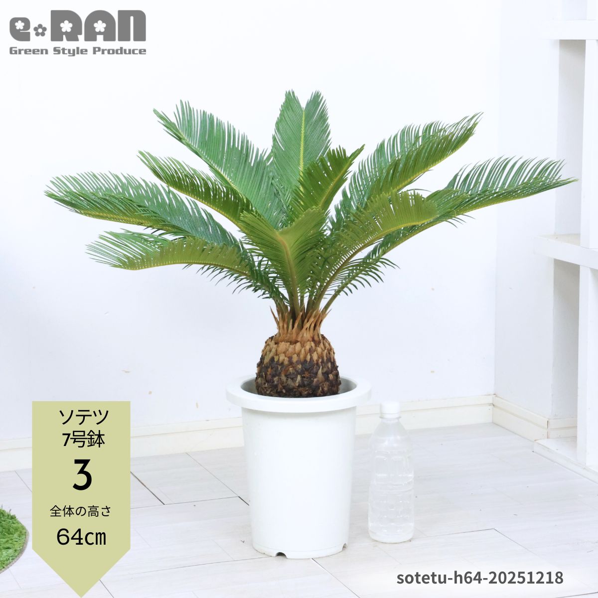 楽天市場】【選べる現品発送】庭木 ソテツ(蘇鉄・そてつ) 7〜8号鉢 高