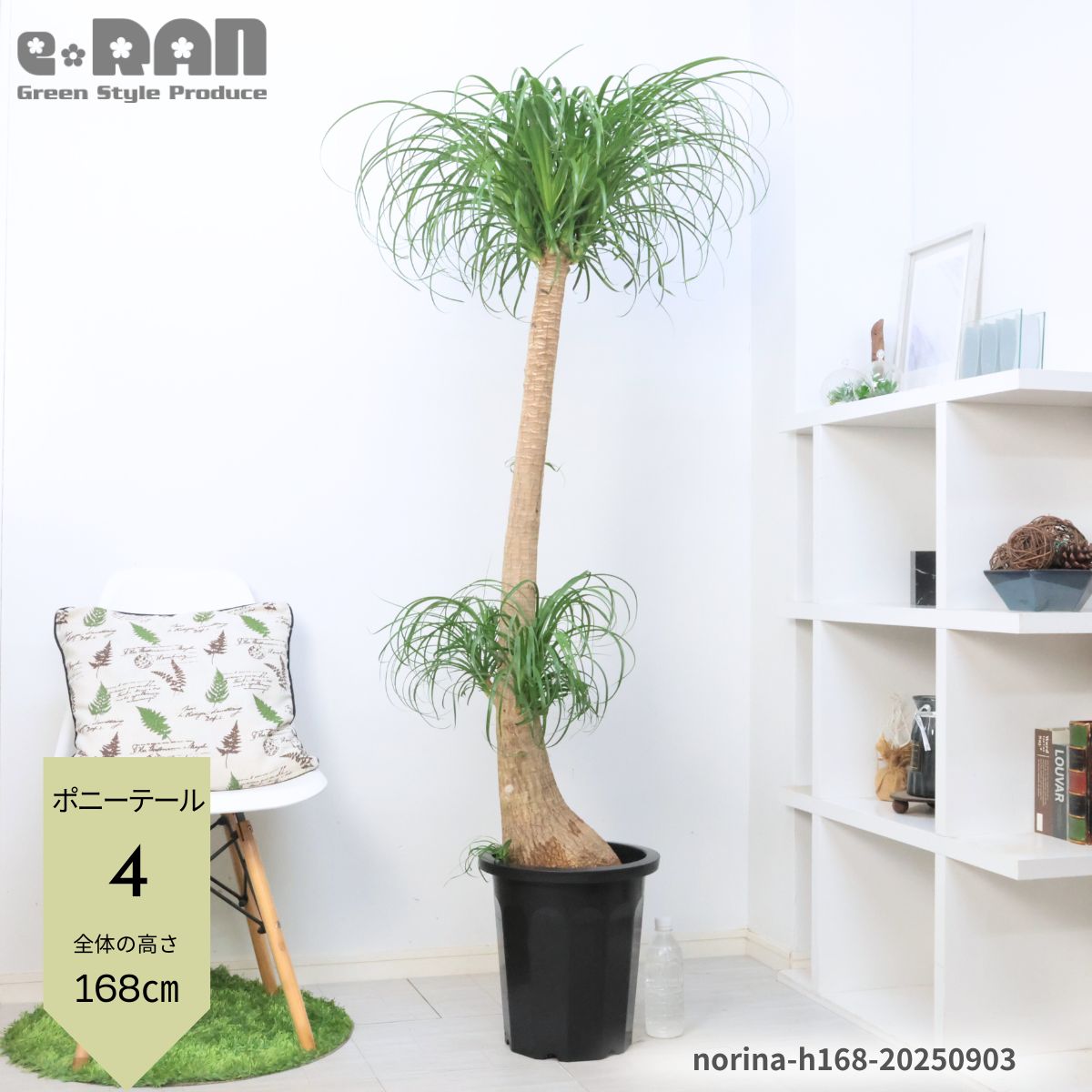 楽天市場】【選べる現品発送】観葉植物 大型 ポニーテール 10号鉢 高さ