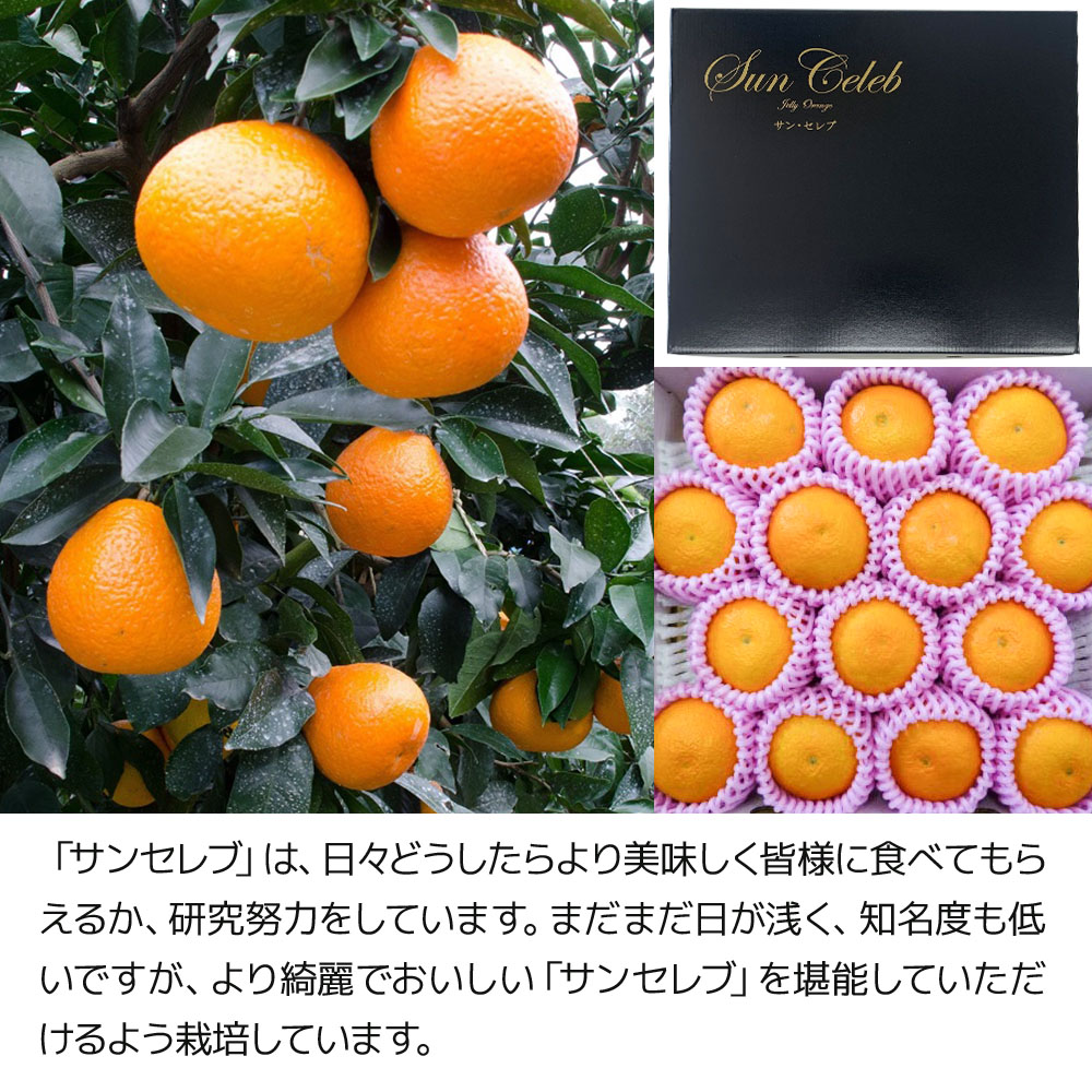 楽天市場】【ふるさと納税】まるでゼリーのようなプルプル食感