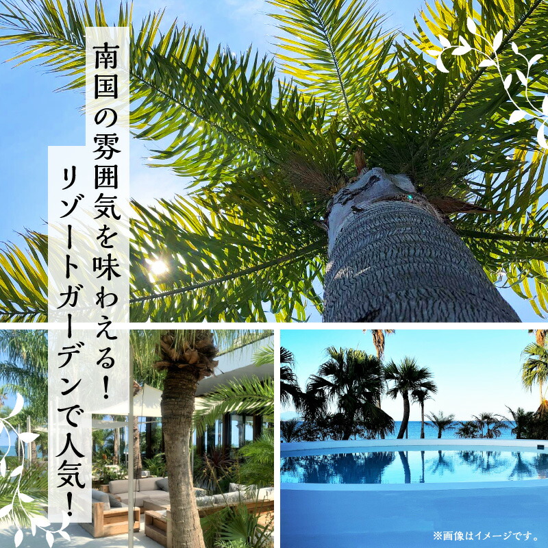 楽天市場】【ふるさと納税】南国宮崎産 ココスヤシ 特大 12号鉢 観葉