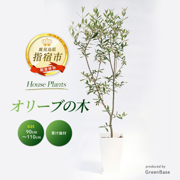 楽天市場】【ふるさと納税】＜2026年1月中旬以降順次発送＞オリーブの