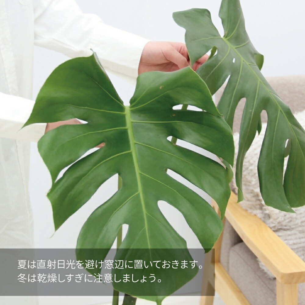 楽天市場】【ふるさと納税】 モダン モンステラ 幹立ちの希少な観葉