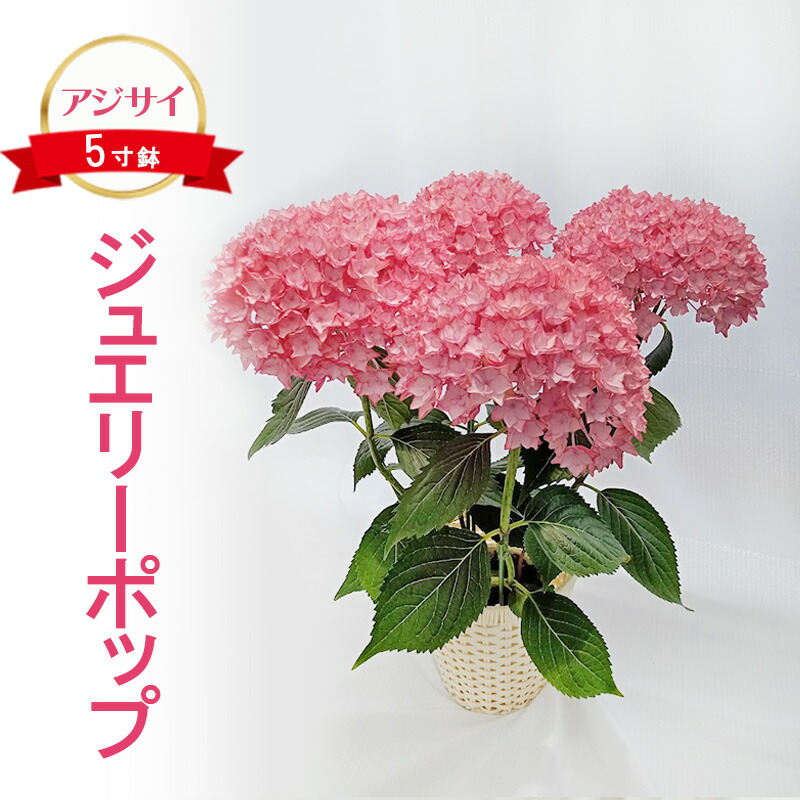 楽天市場】バラ大苗イングリッシュローズバラ苗/薔薇苗ロアルド
