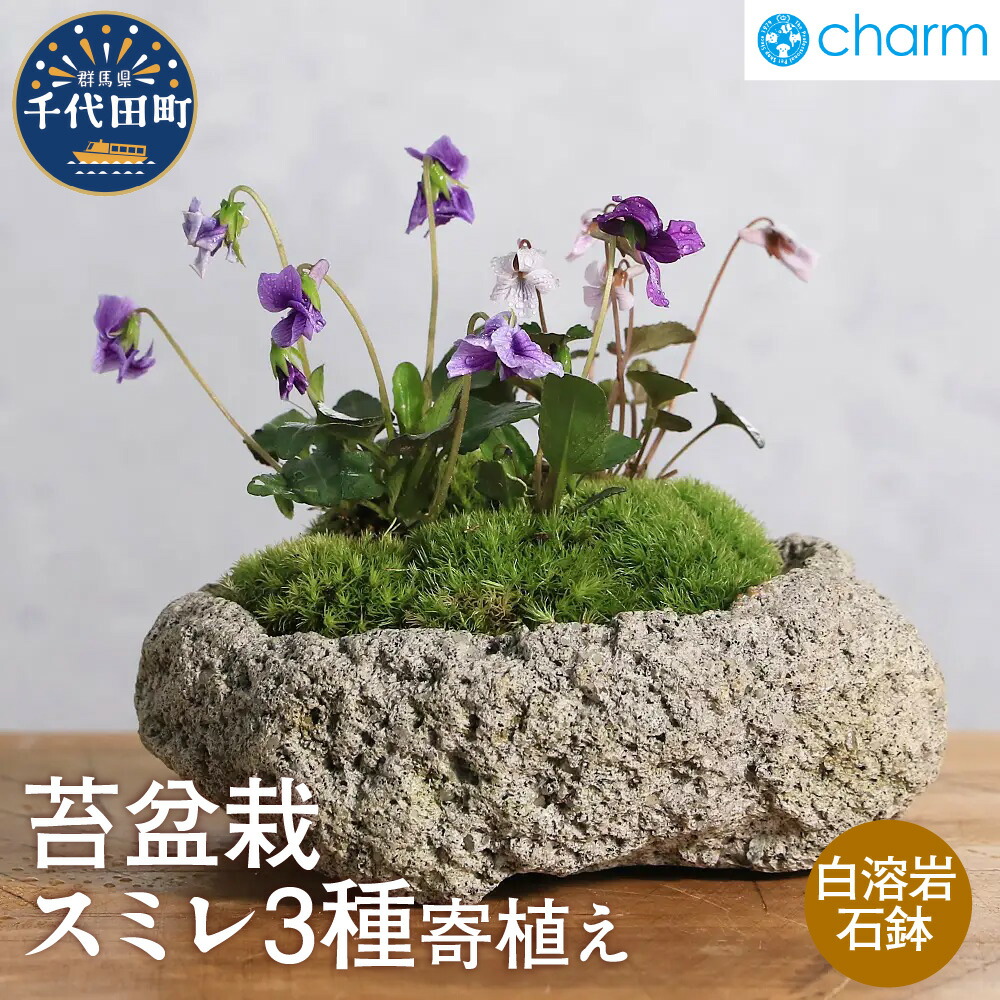 楽天市場】石 寄せ植えの通販