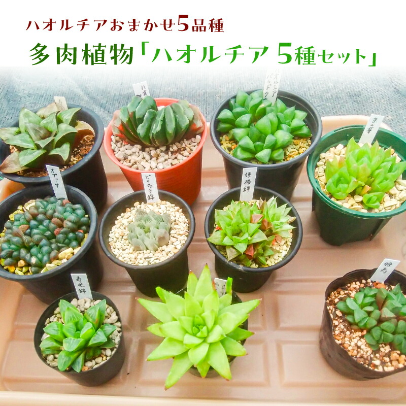 楽天市場】【ふるさと納税】多肉植物「ハオルチア 5種セット」 千葉県