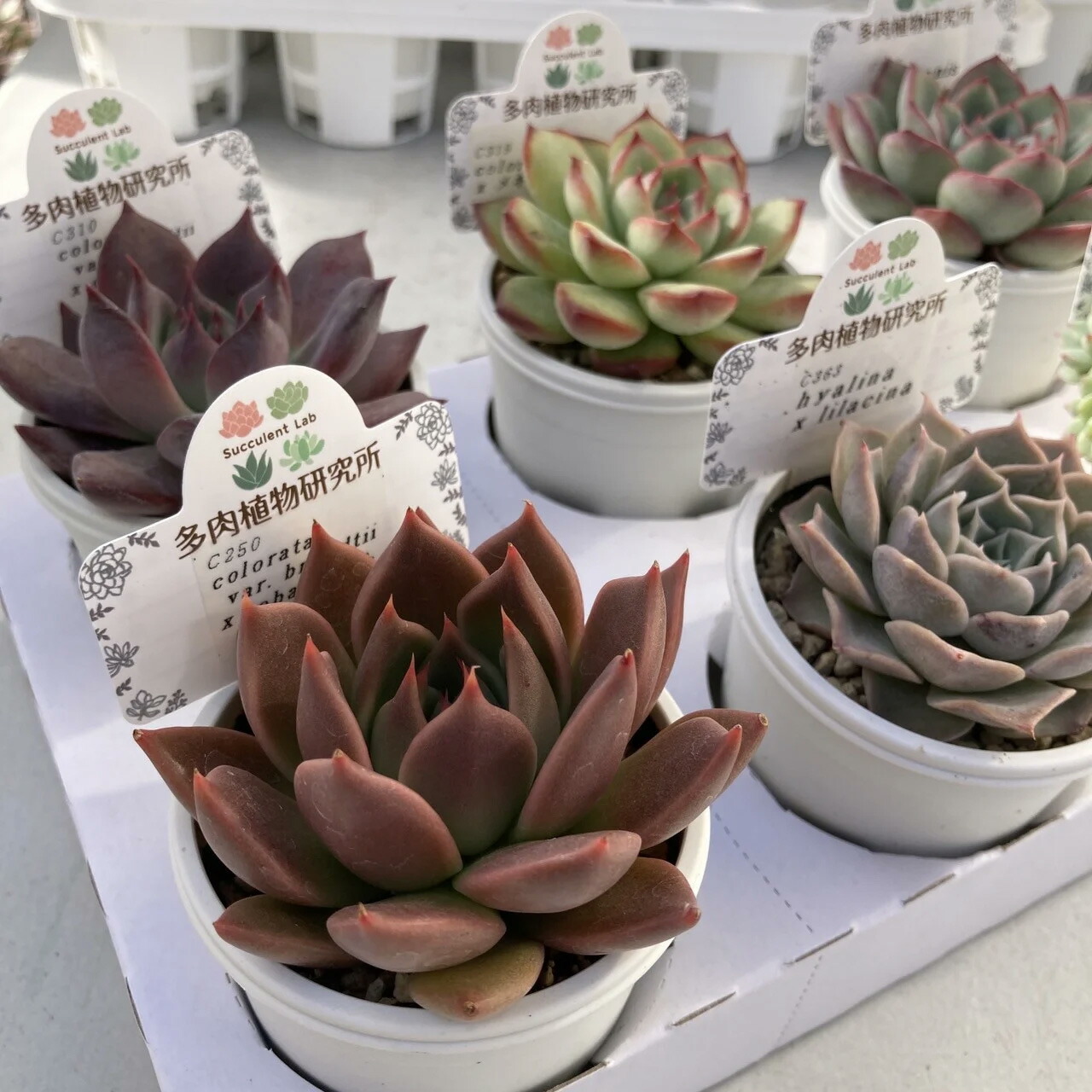 楽天市場】【ふるさと納税】生産者直送！ プレミアムアソート 多肉植物