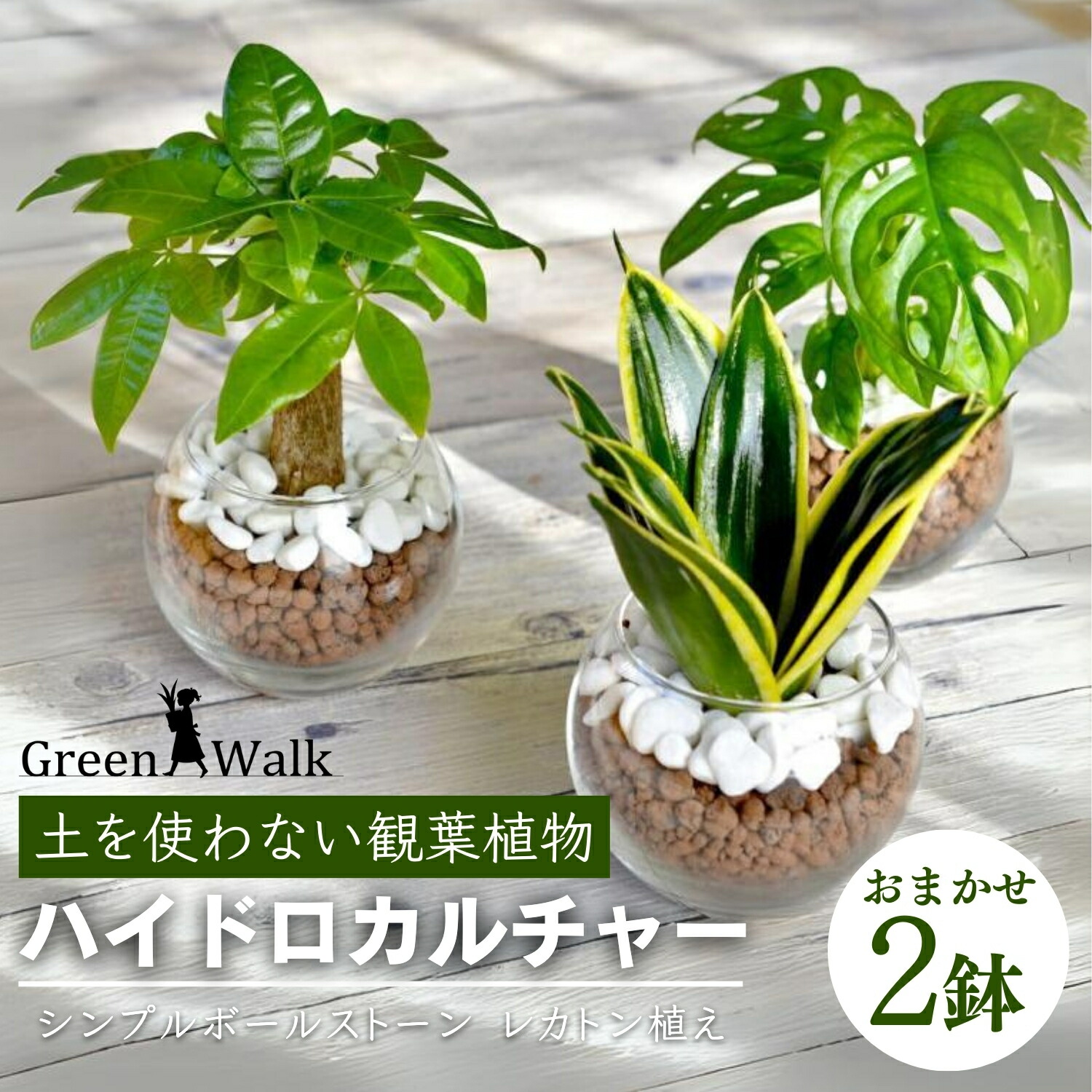 楽天市場】【ふるさと納税】ハイドロカルチャー 観葉植物 シンプル