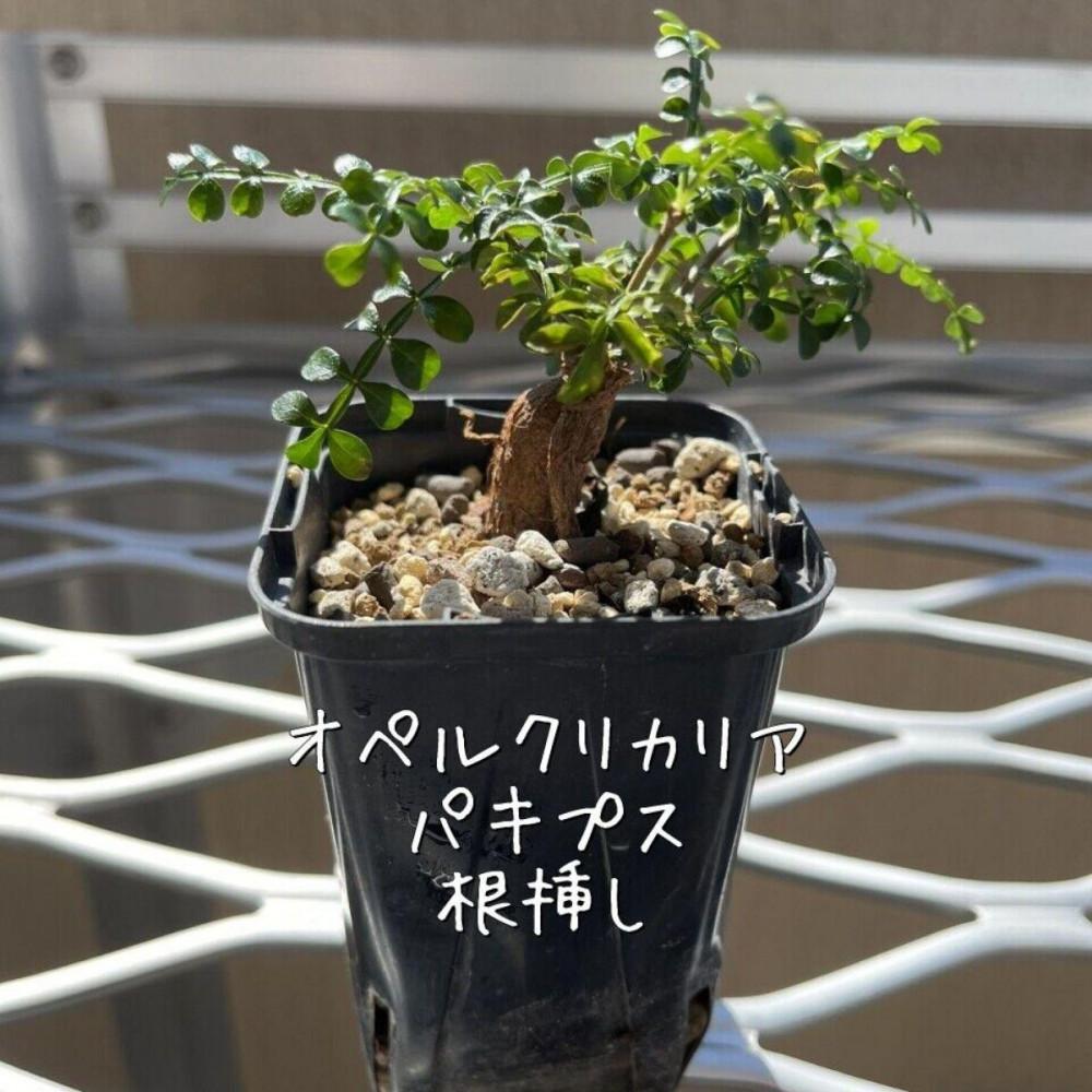 楽天市場】【ふるさと納税】オペルクリカリアパキプス根挿し株 1本