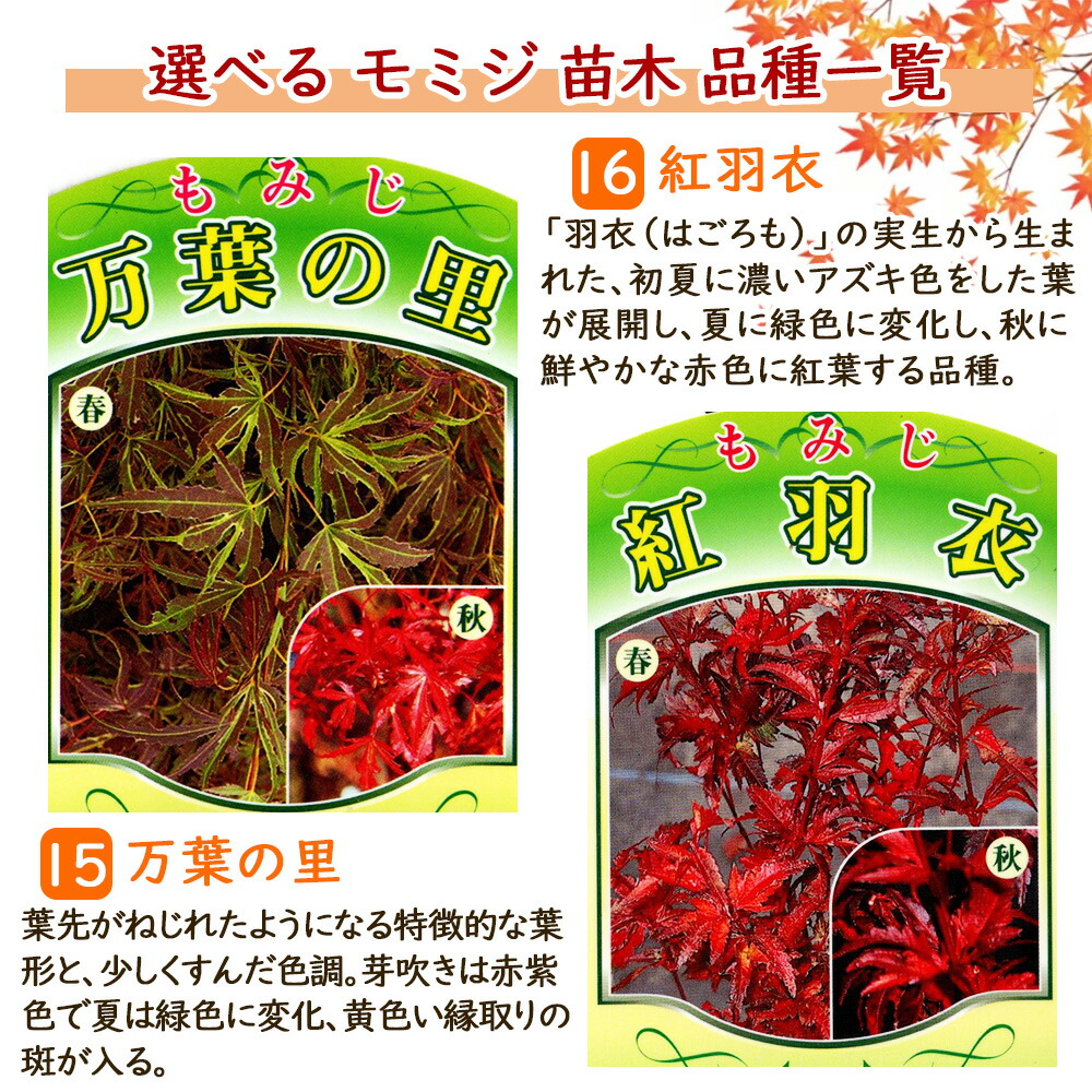楽天市場】選べる 【 モミジ カエデ 苗木 】 12cmロングポット 樹高約