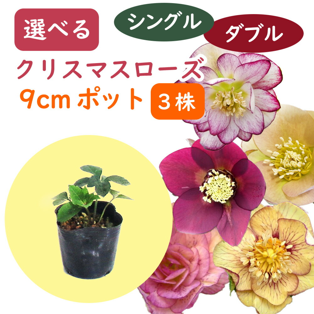 楽天市場】クリスマスローズ 実生苗 一重咲き(シングル咲き) 3号苗 「5