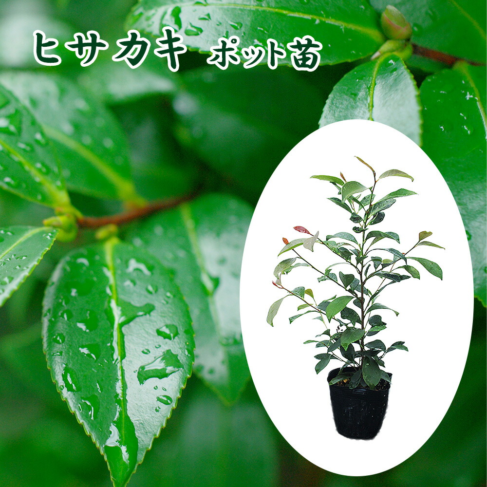 ヒサカキ」の人気商品一覧 | 安い商品を通販サイトから探す - 価格.com