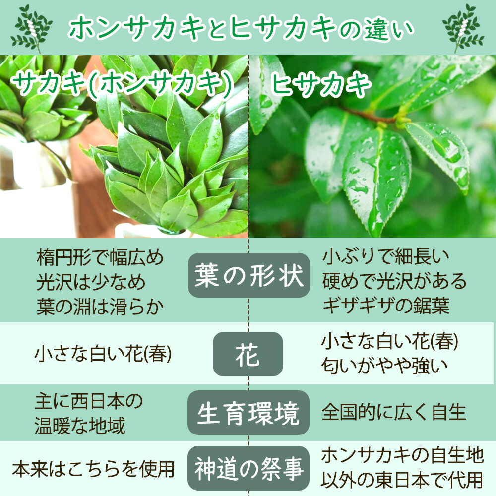 楽天市場】サカキ 苗 苗木 10.5cmポット苗【 まとめ買いがお得！ 】榊