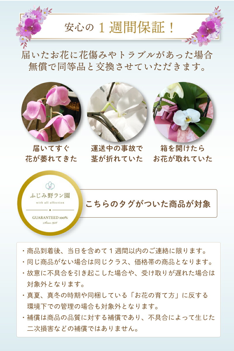 楽天市場】【ポイント10倍！】 胡蝶蘭 「スプリングフェアリー」 大輪