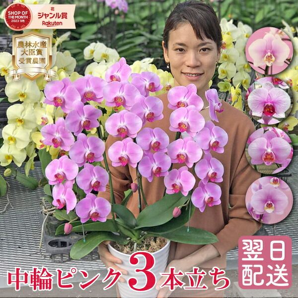 楽天市場】【ポイント10倍！】 胡蝶蘭 中輪 ピンク 品種おまかせ 3本