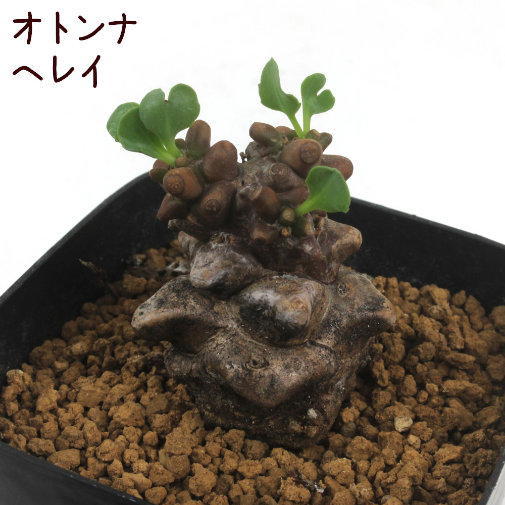 楽天市場】オトンナ・ヘレイ 2.5号【蛮鬼塔 ヘレー バンキトウ 観葉