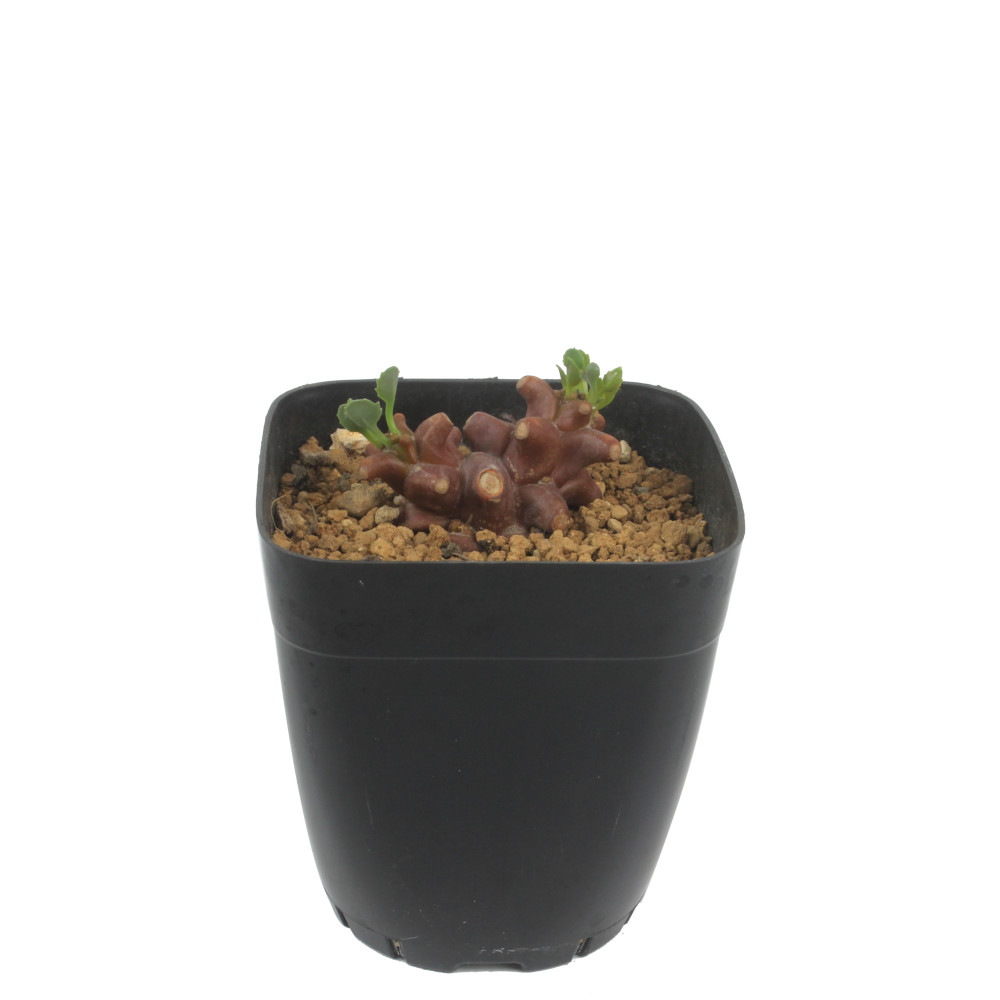 楽天市場】オトンナ・ヘレイ 2.5号【蛮鬼塔 ヘレー バンキトウ 観葉