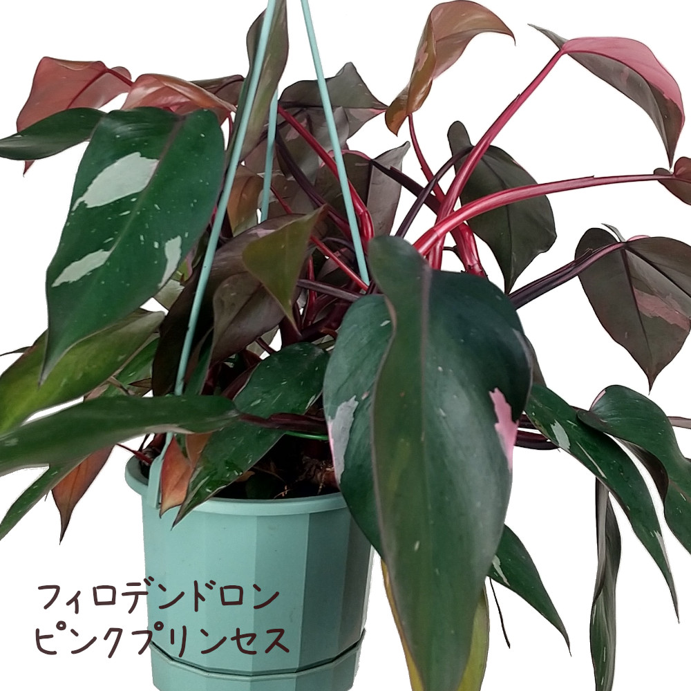 楽天市場】フィロデンドロン・ピンクプリンセス 5号 吊り【斑入り 観葉