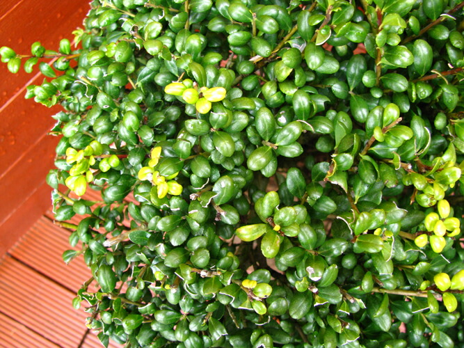 楽天市場】タマツゲ玉仕立て【ツゲ玉 庭木 常緑樹 つげ 柘植