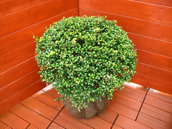 楽天市場】タマツゲ玉仕立て【ツゲ玉 庭木 常緑樹 つげ 柘植