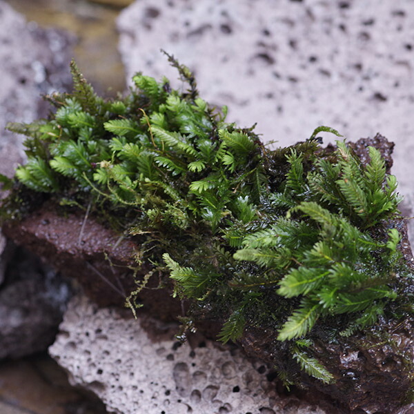 楽天市場】(コケ)無農薬 ホウオウゴケ 鳳凰苔 水上葉 溶岩プレート付き