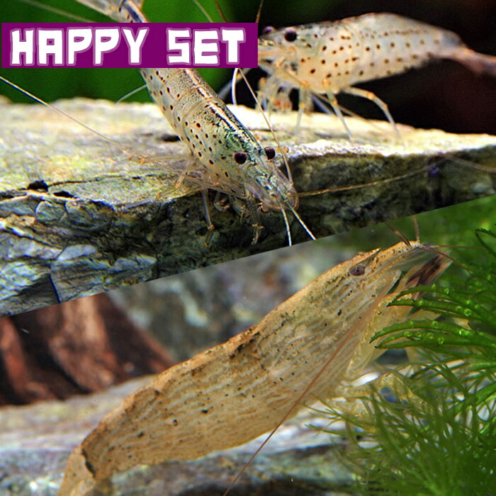 楽天市場】(エビ)【ハッピーセット】ロックシュリンプ （約5cm) (1匹