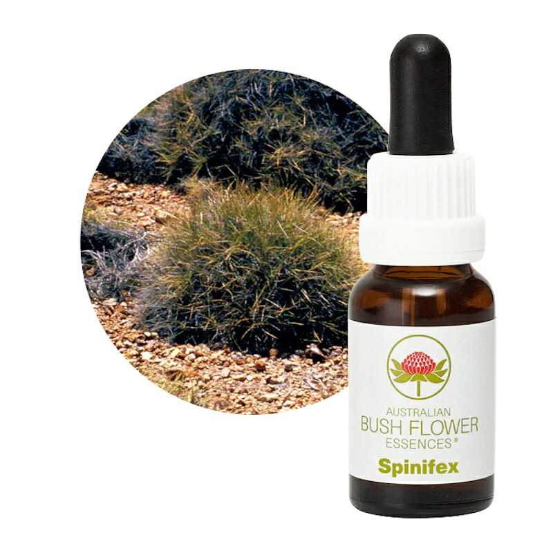 楽天市場】スピニフェックス《オーストラリアンブッシュ