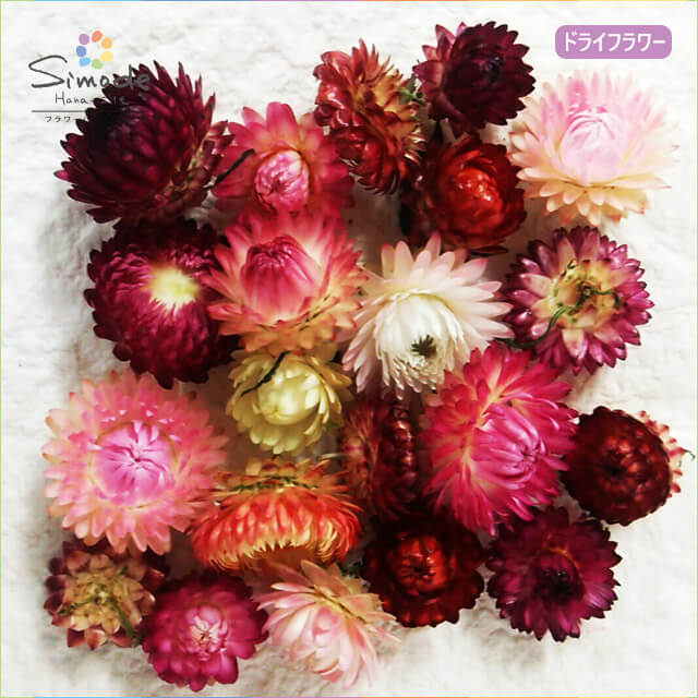 楽天市場】ハーバリウムに！ ヘリクリサム 約20個ドライフラワー、花