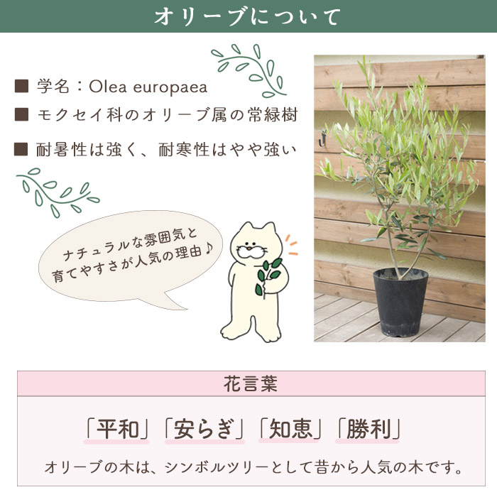 楽天市場】オリーブの木 観葉植物 オリーブ 8号 コロネイキ
