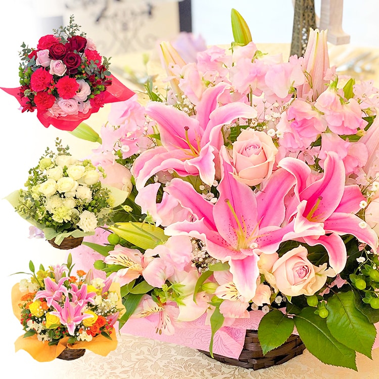 楽天市場】ニシキギ コンパクタ 3号ポット世界三大紅葉樹のひとつです