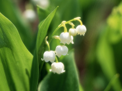 すずらん 苗」の人気商品一覧 | 安い商品を通販サイトから探す - 価格.com