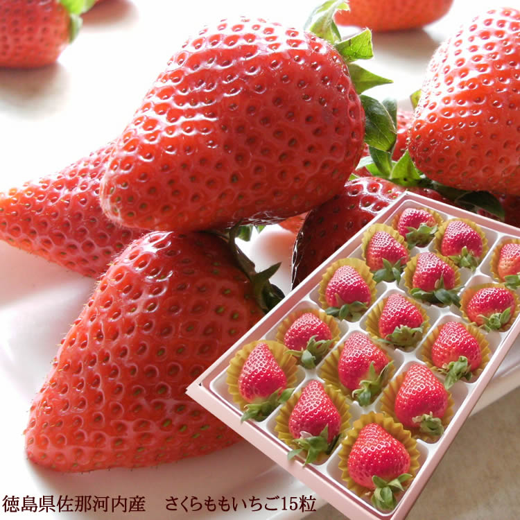 楽天市場】2025年1月中旬より発送開始 さくらももいちご 桜桃苺 サクラ